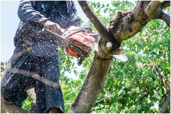 tree services Burlington